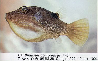 Canthigaster compressus
